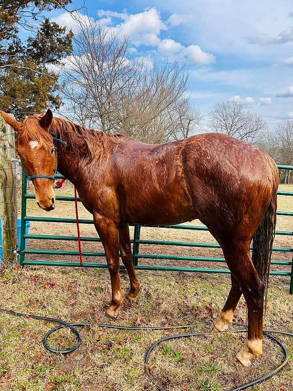 appendix-gelding