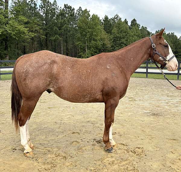 red-roan-quarter-horse-gelding