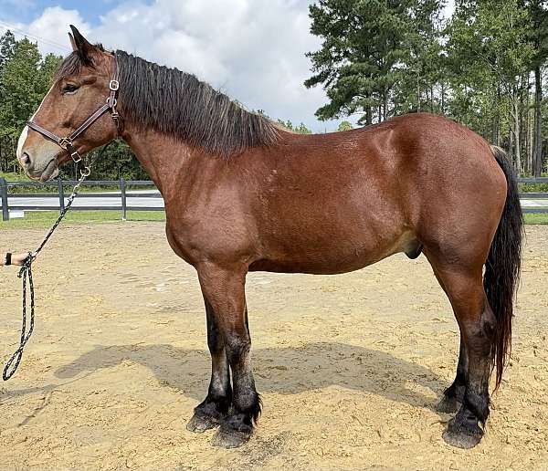 bay-belgian-gelding