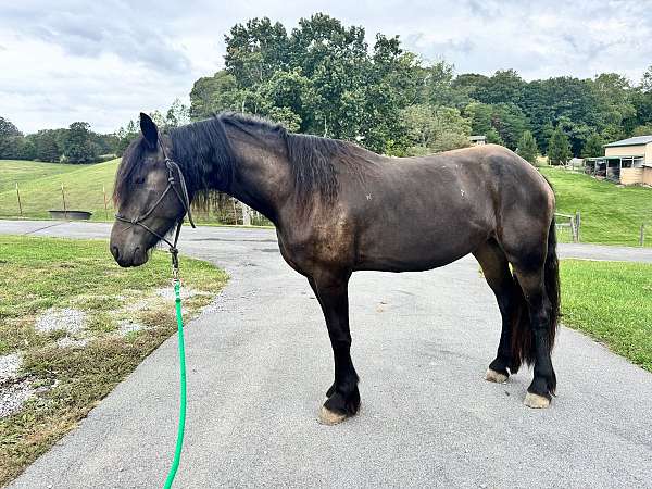 friesian-mare