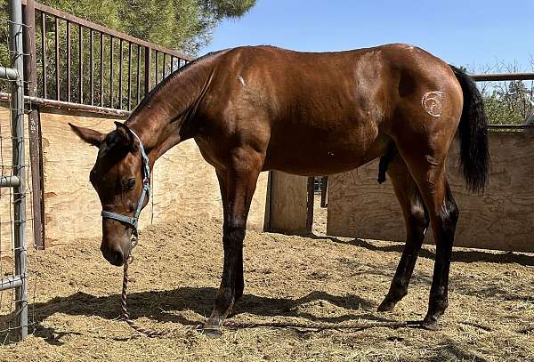 buckskin-overo-ancce-colt