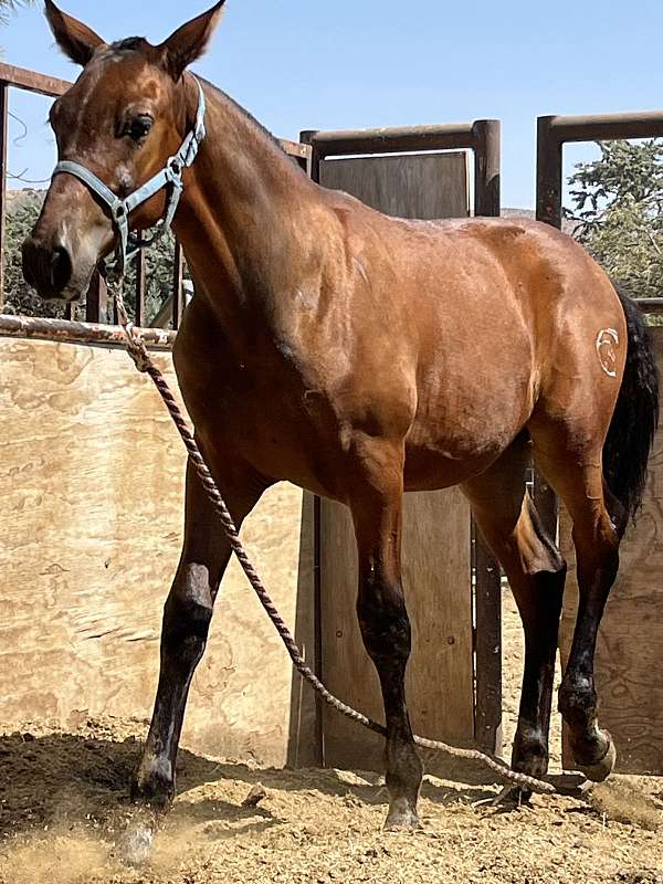 buckskin-overo-ancce-horse