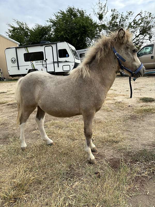 gentle-miniature-horse