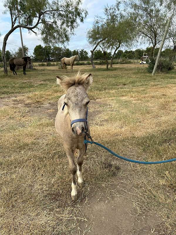 buckskin-paint-miniature-horse