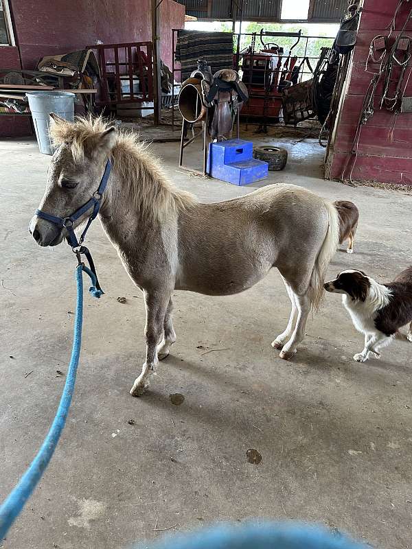 miniature-horse