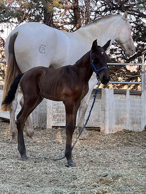 all-around-andalusian-horse