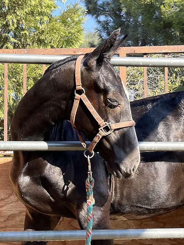 all-around-andalusian-horse