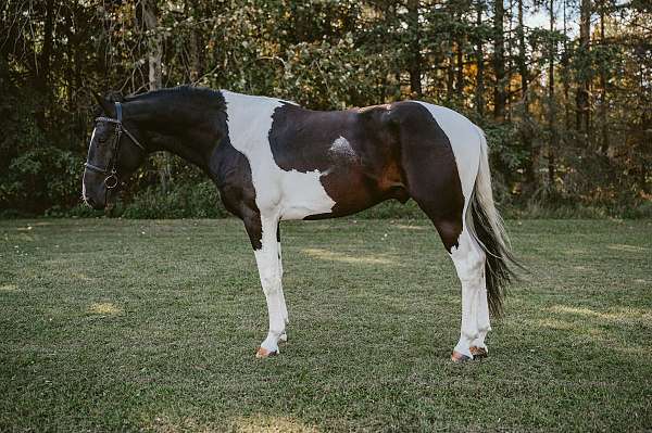 old-oldenburg-horse