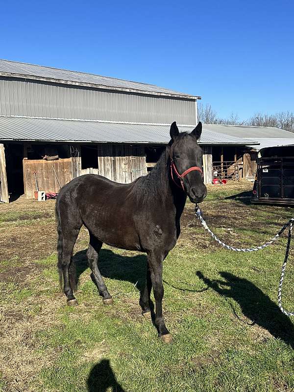 experienced-rocky-mountain-horse