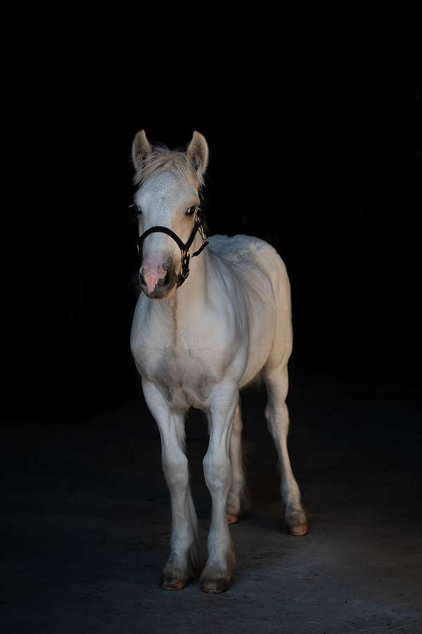 palomino-roan-colt