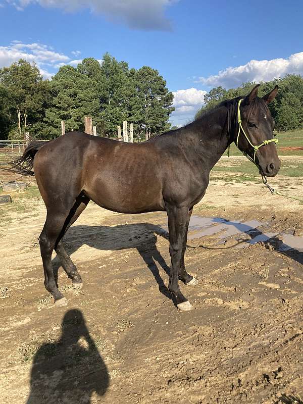 barrel-prospect-colt-yearling