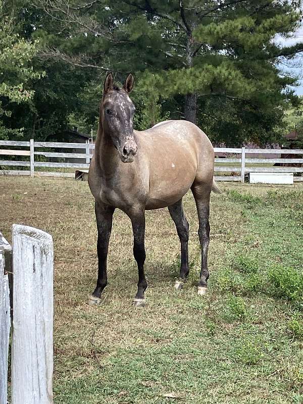 panel-negative-appaloosa-horse