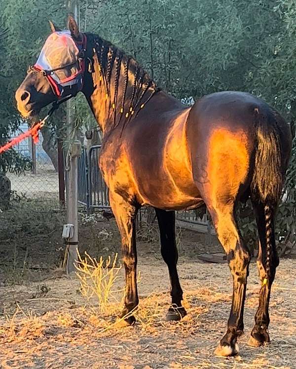 all-around-andalusian-horse