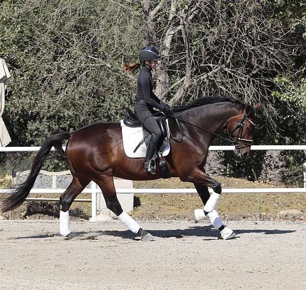 bay-dressage-horse