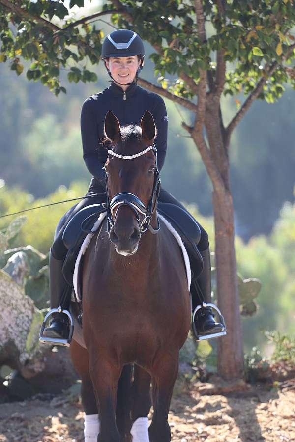 dressage-holsteiner-horse