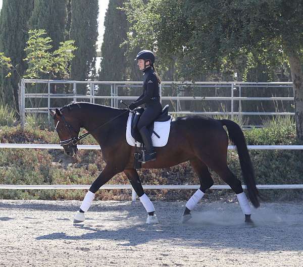 dressage-mare