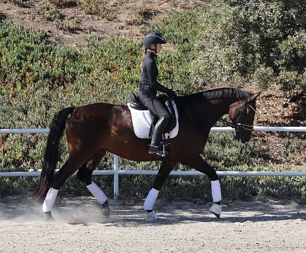 dressage-horse