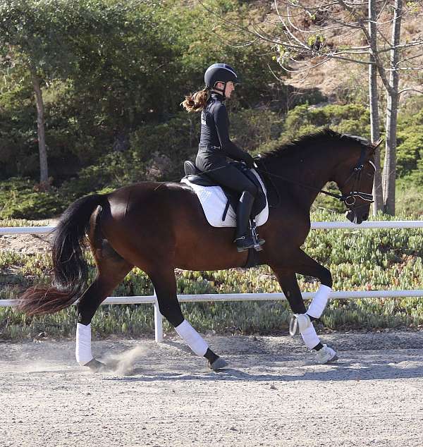 dressage