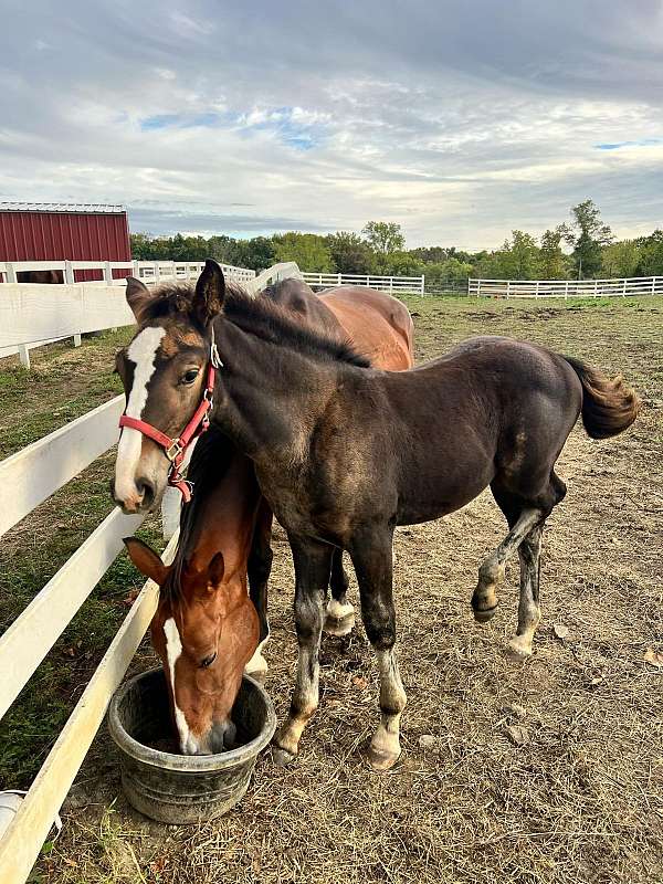 bay-dutch-warmblood-weanling