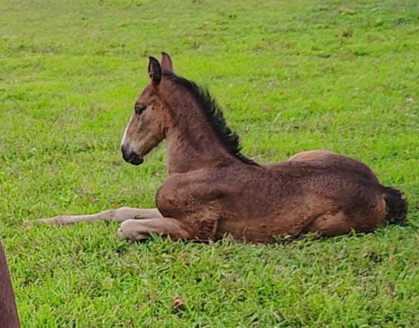 bay-dutch-warmblood-weanling