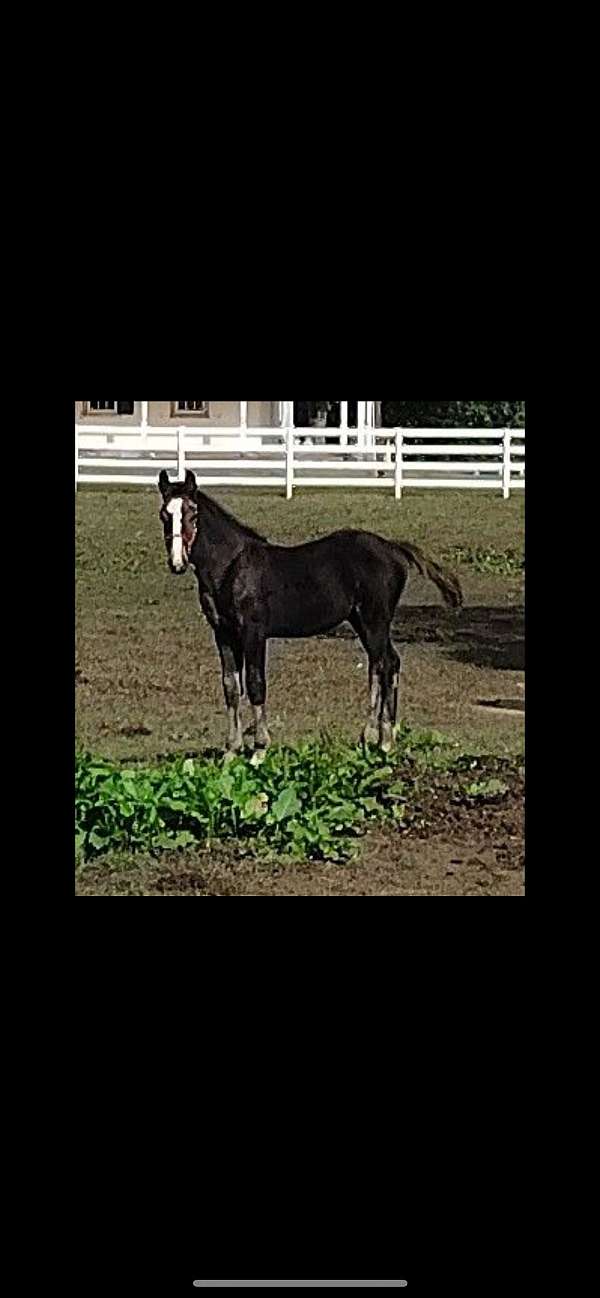 big-boned-dutch-warmblood-horse