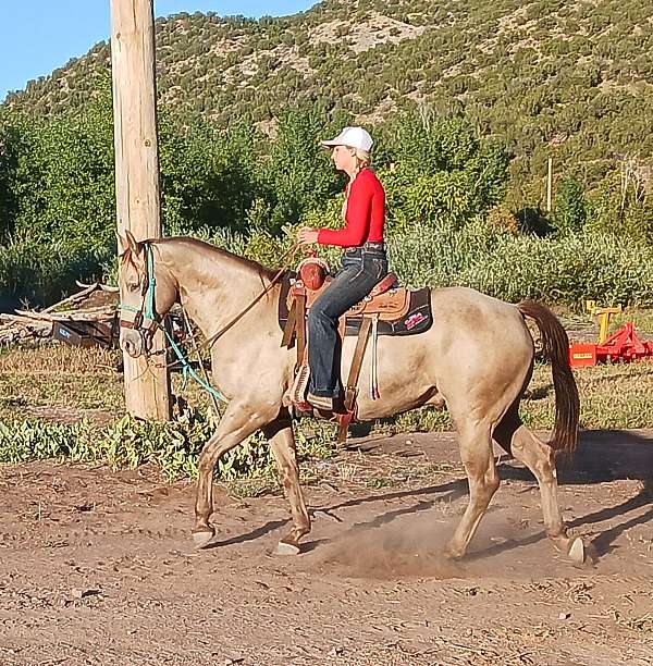 all-around-quarter-horse