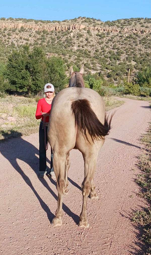 champagne-quarter-horse-gelding