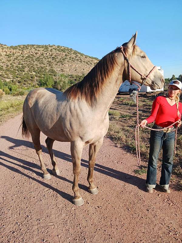 champagne-all-around-horse