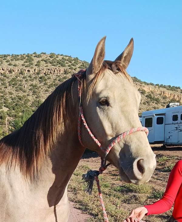 champagne-roping-horse