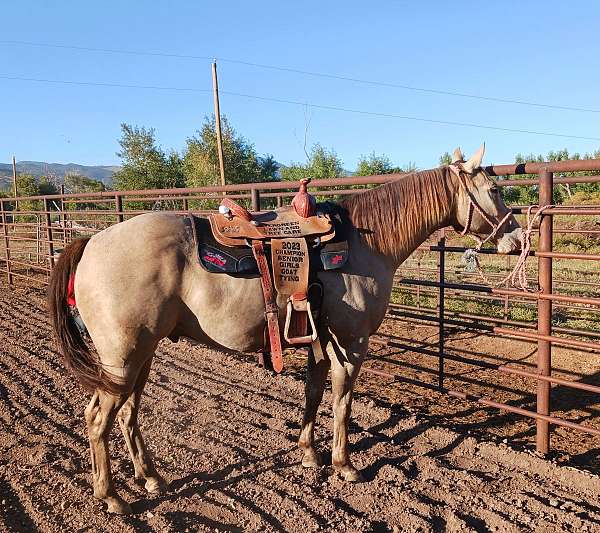 champagne-trail-riding-horse