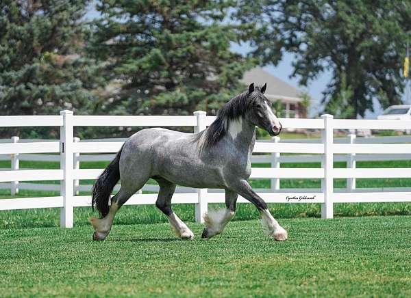 blue-roan-tobiano-horse