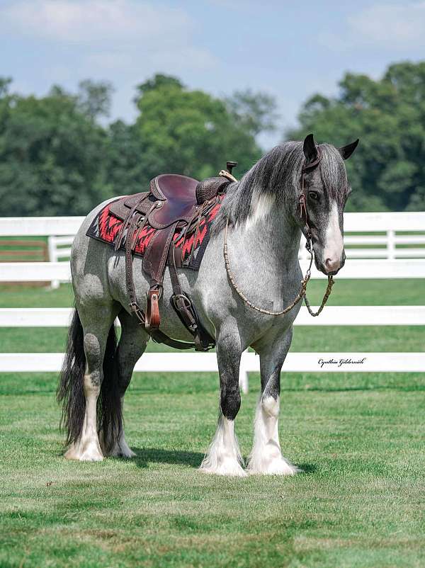 tobiano-horse