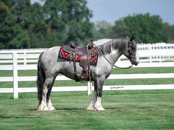 all-around-gypsy-vanner-horse