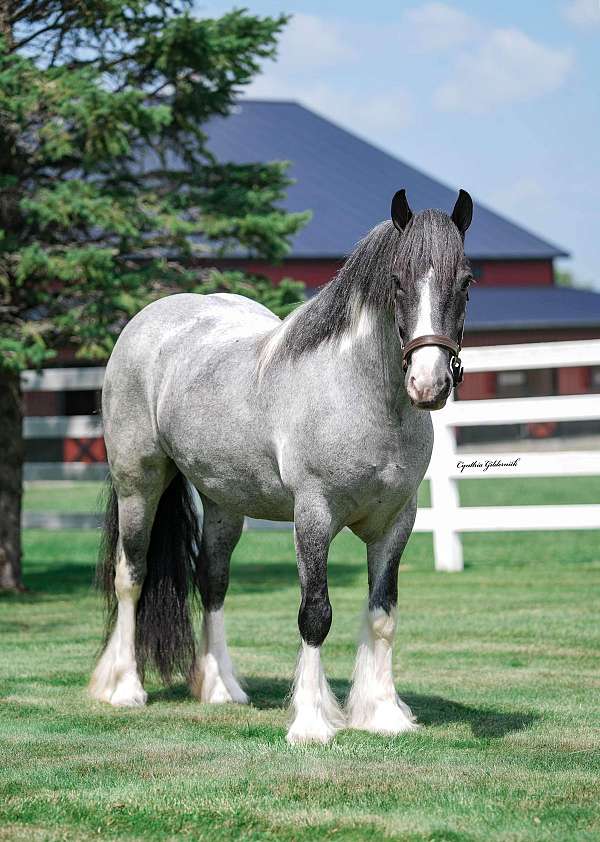 breeding-gypsy-vanner-horse