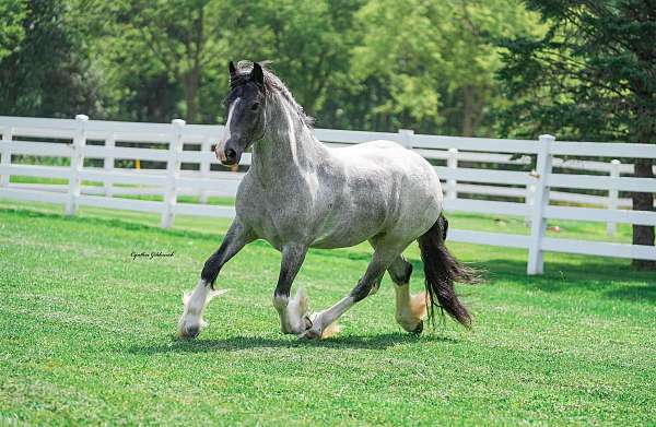 driving-gypsy-vanner-horse