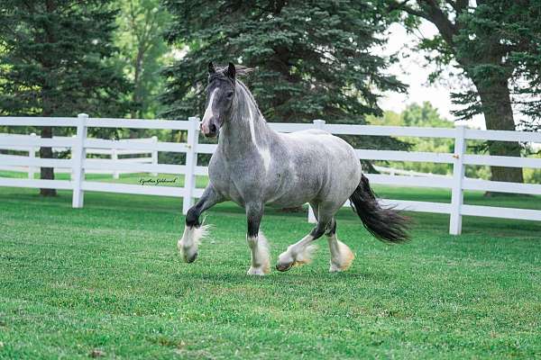 harness-gypsy-vanner-horse