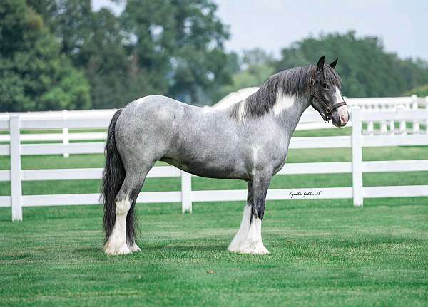 ranch-gypsy-vanner-horse