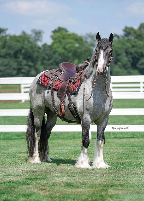 ridden-english-gypsy-vanner-horse