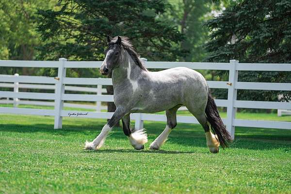 ridden-western-gypsy-vanner-horse