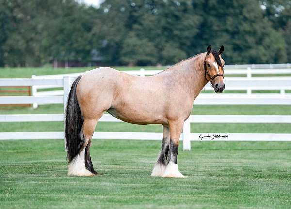 buckskin-roan-horse