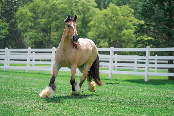 all-around-gypsy-vanner-horse