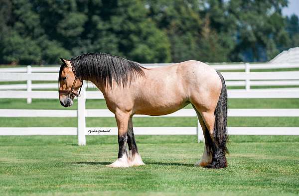 breeding-gypsy-vanner-horse