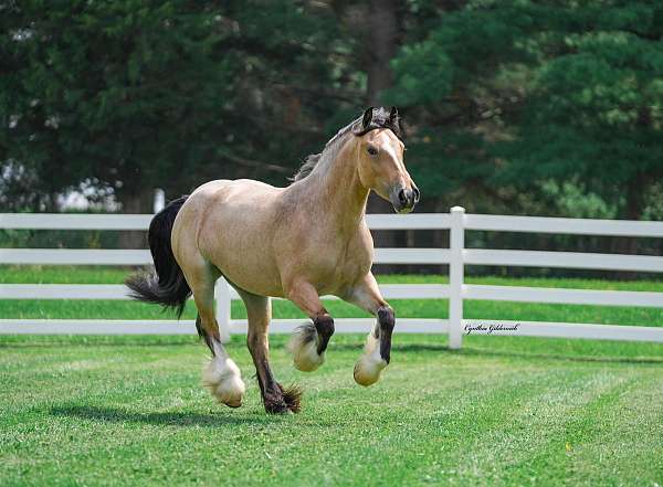 driving-gypsy-vanner-horse