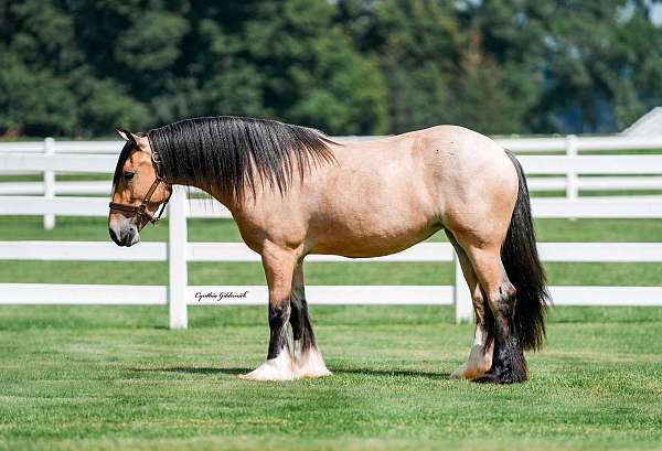 harness-gypsy-vanner-horse