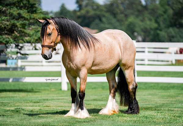 parade-gypsy-vanner-horse