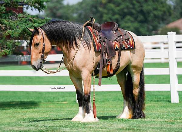 ridden-english-gypsy-vanner-horse