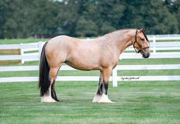 ridden-western-gypsy-vanner-horse