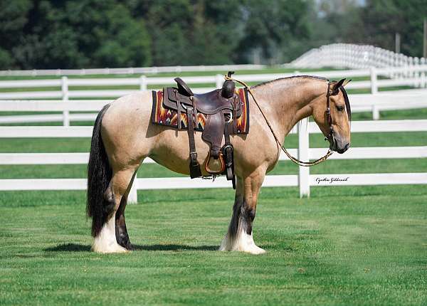 show-gypsy-vanner-horse