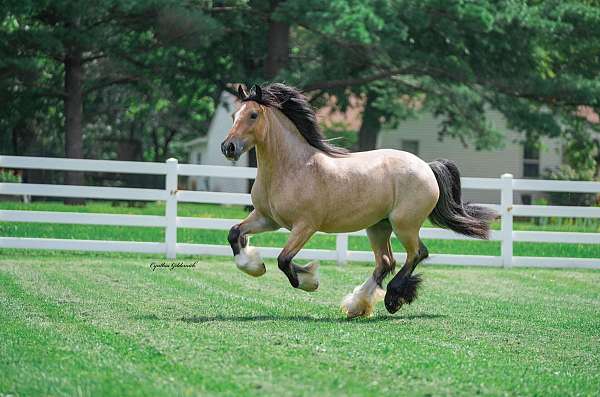 trail-gypsy-vanner-horse