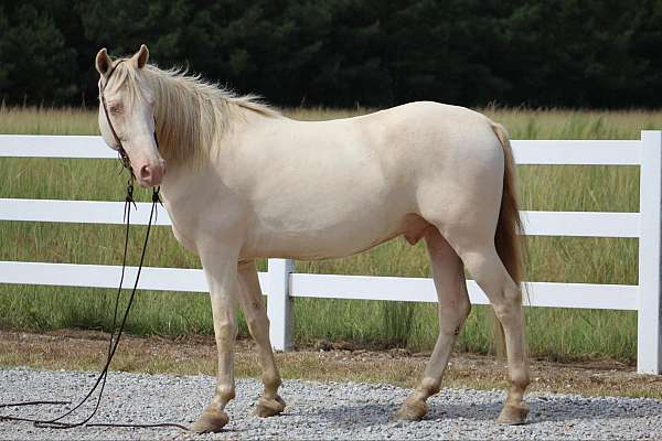 perlino-horses-for-sale-tennessee-walking